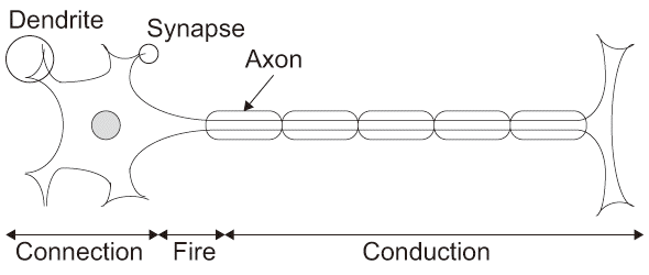 図3.1(a) Neuron and STDP Model.: Neuron Cell.