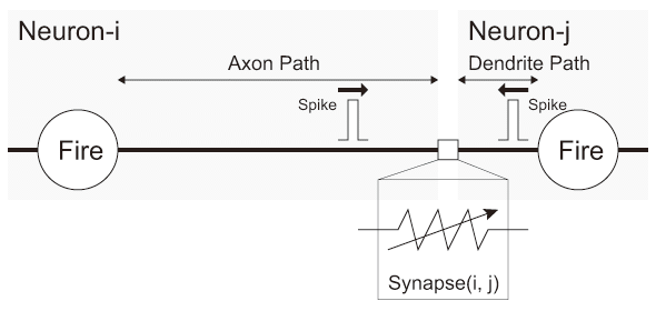 図3.1(c) Neuron and STDP Model.: STDP Model.
